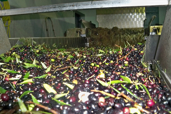 Produktion: Mühlen zermahlen Oliven zu einem Brei
