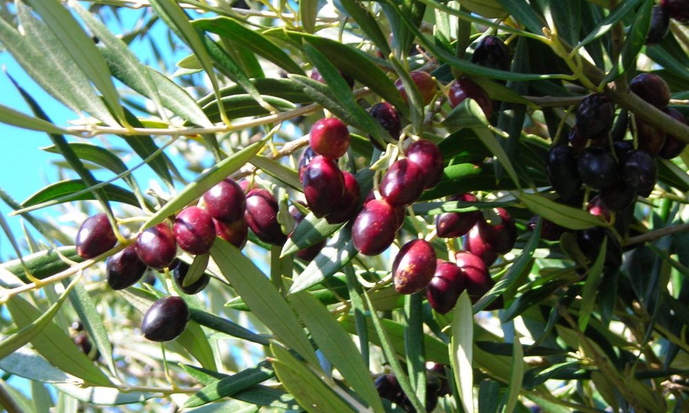 Dafni - Biologisches extra natives Olivenöl
